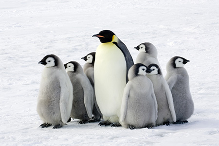 penguins